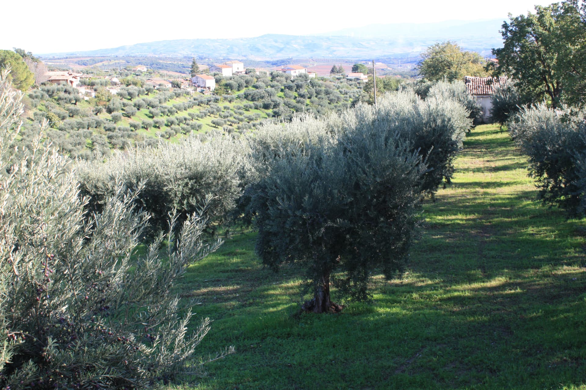 Vista sull’uliveto in Calabria con le colline sullo sfondo