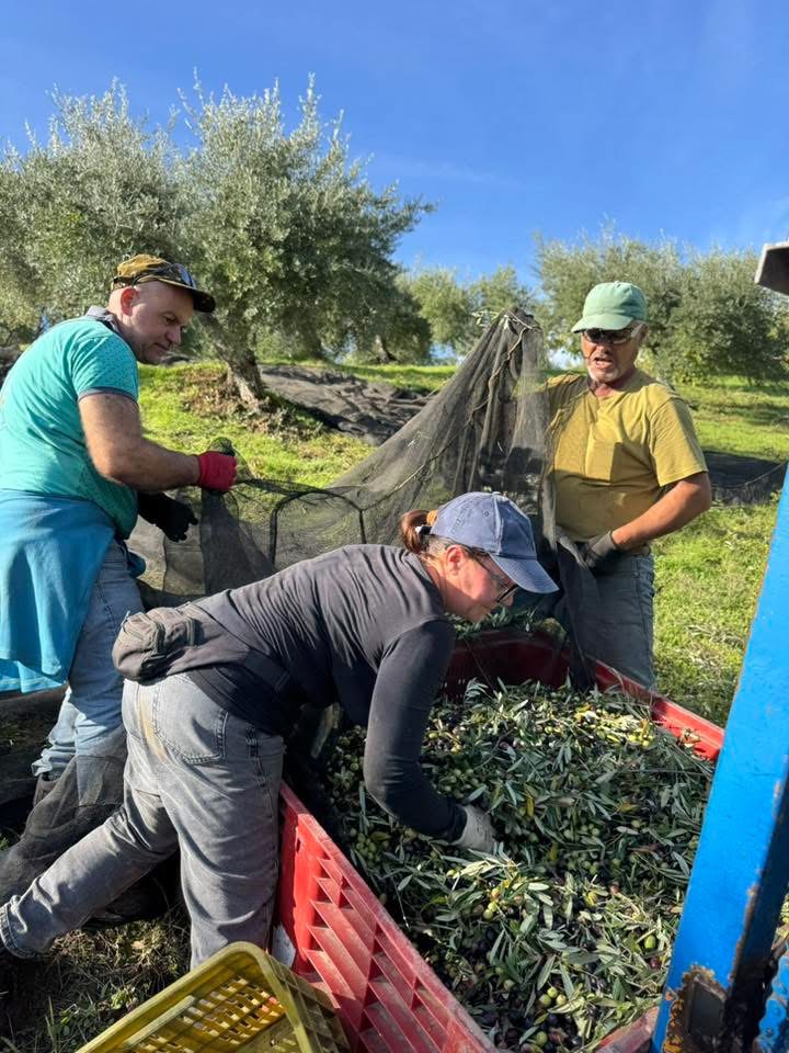 Raccoglitori trasferiscono le olive dalla rete alle cassette rosse