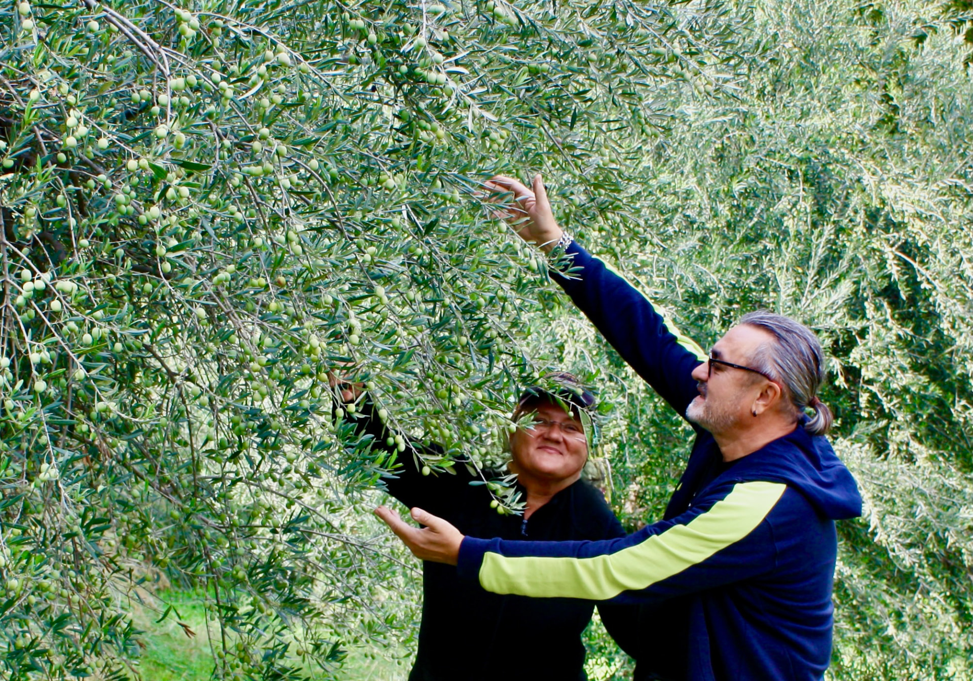 Due persone raccolgono olive dai rami in autunno