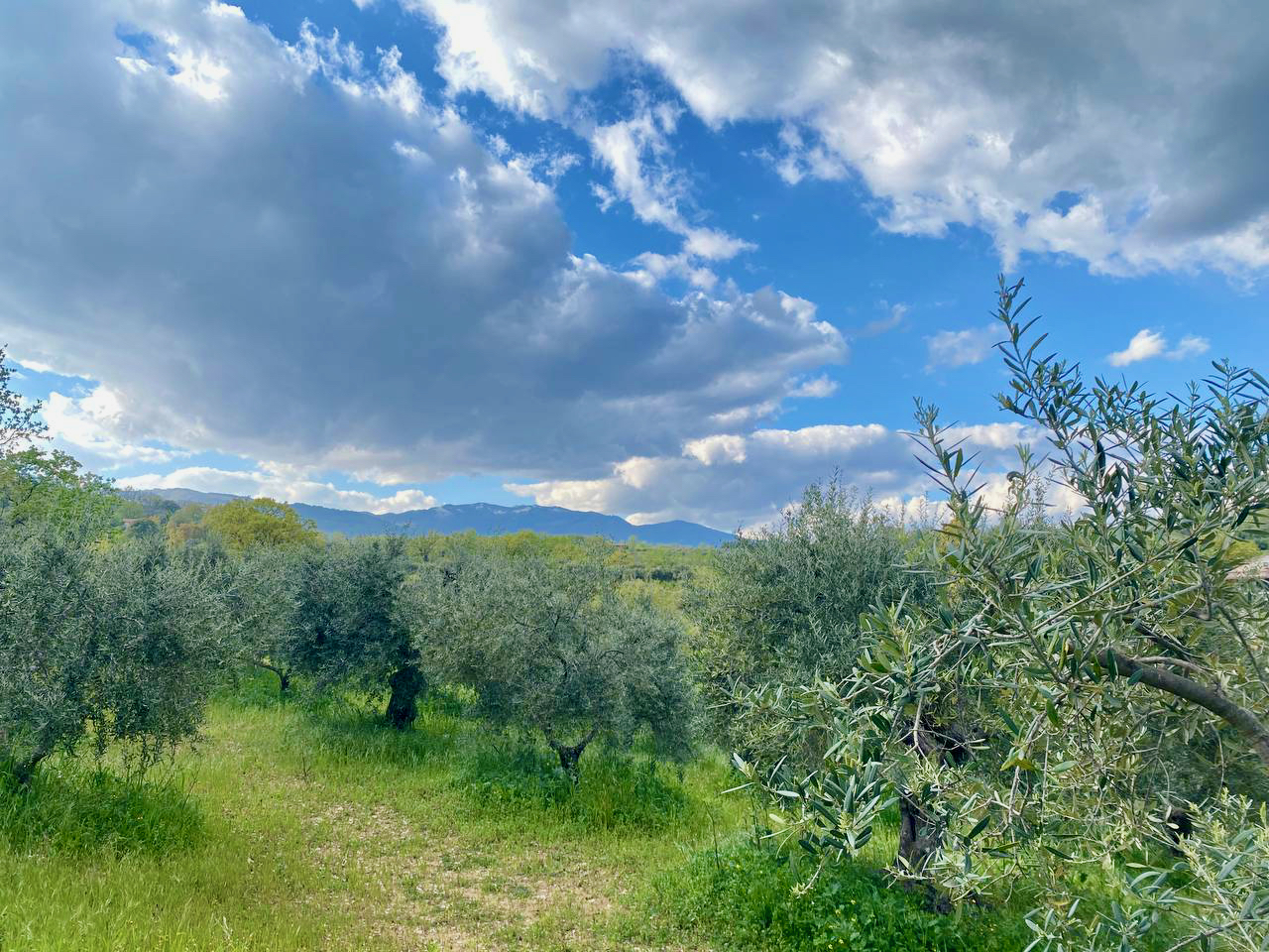Ulivi ed erba verde sotto un cielo azzurro con nuvole