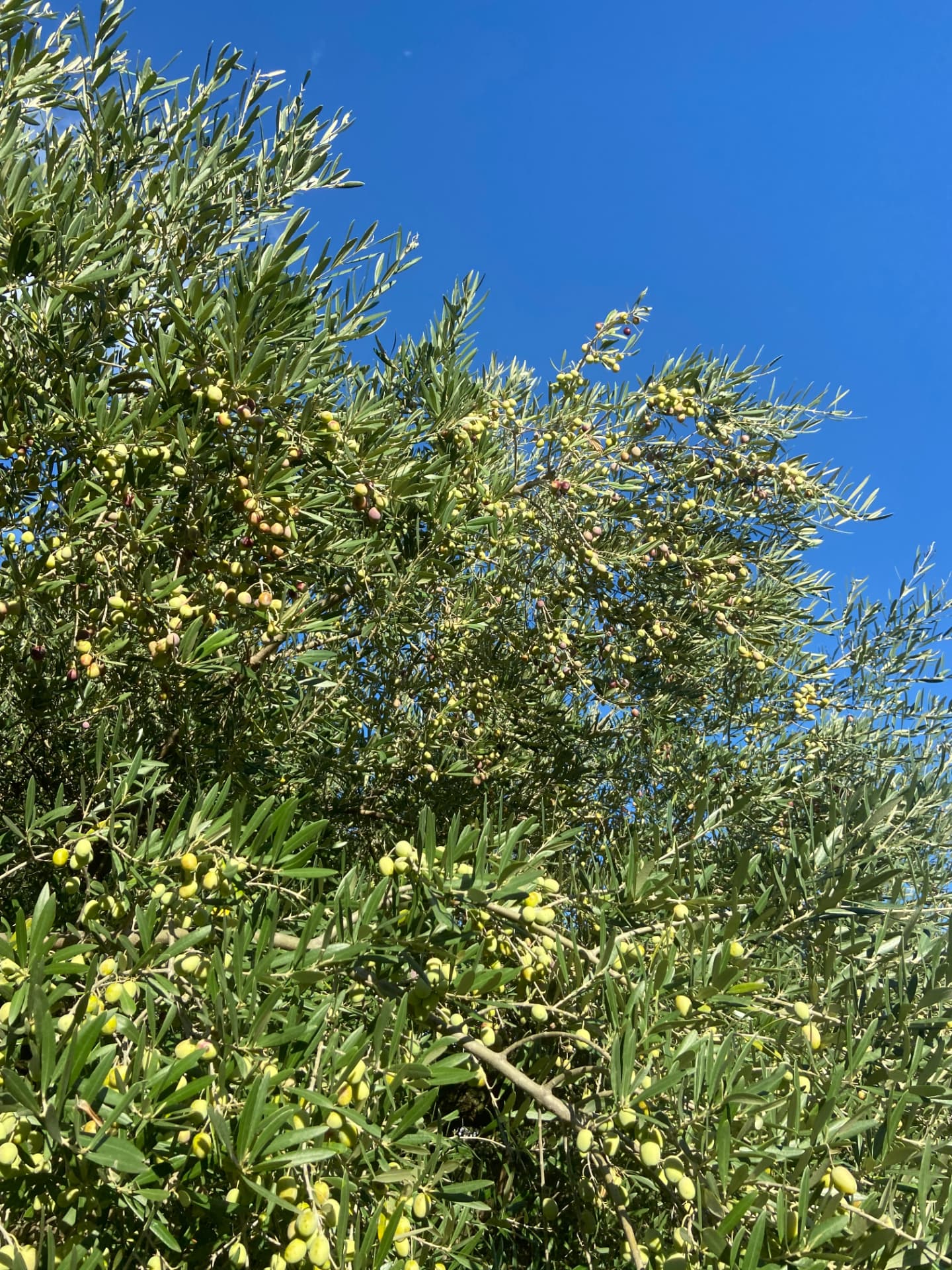 Rami di ulivo con frutti contro il cielo azzurro