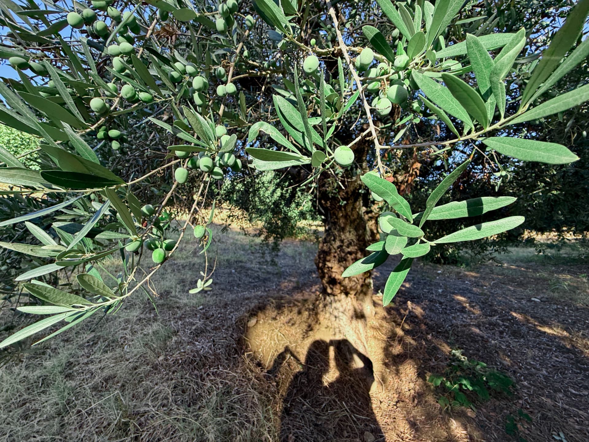 Ulivo con olive verdi nel nostro uliveto in Calabria
