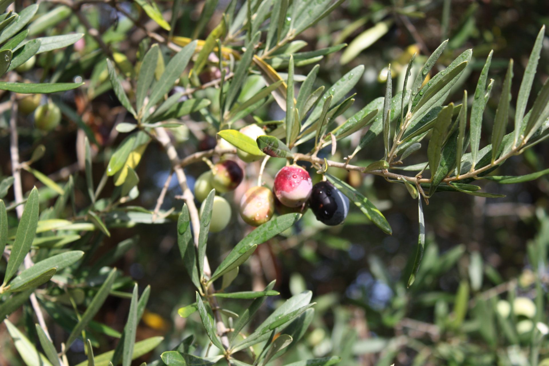 Classica: olive verdi, viola e nere su un ramo